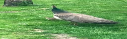 Peafowl poultry for sale: Peefowl in Wisbech - Advert 3