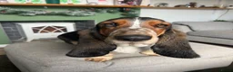 Basset Hound dogs for sale: Basset hound for sale in Swadlincote - Advert 3