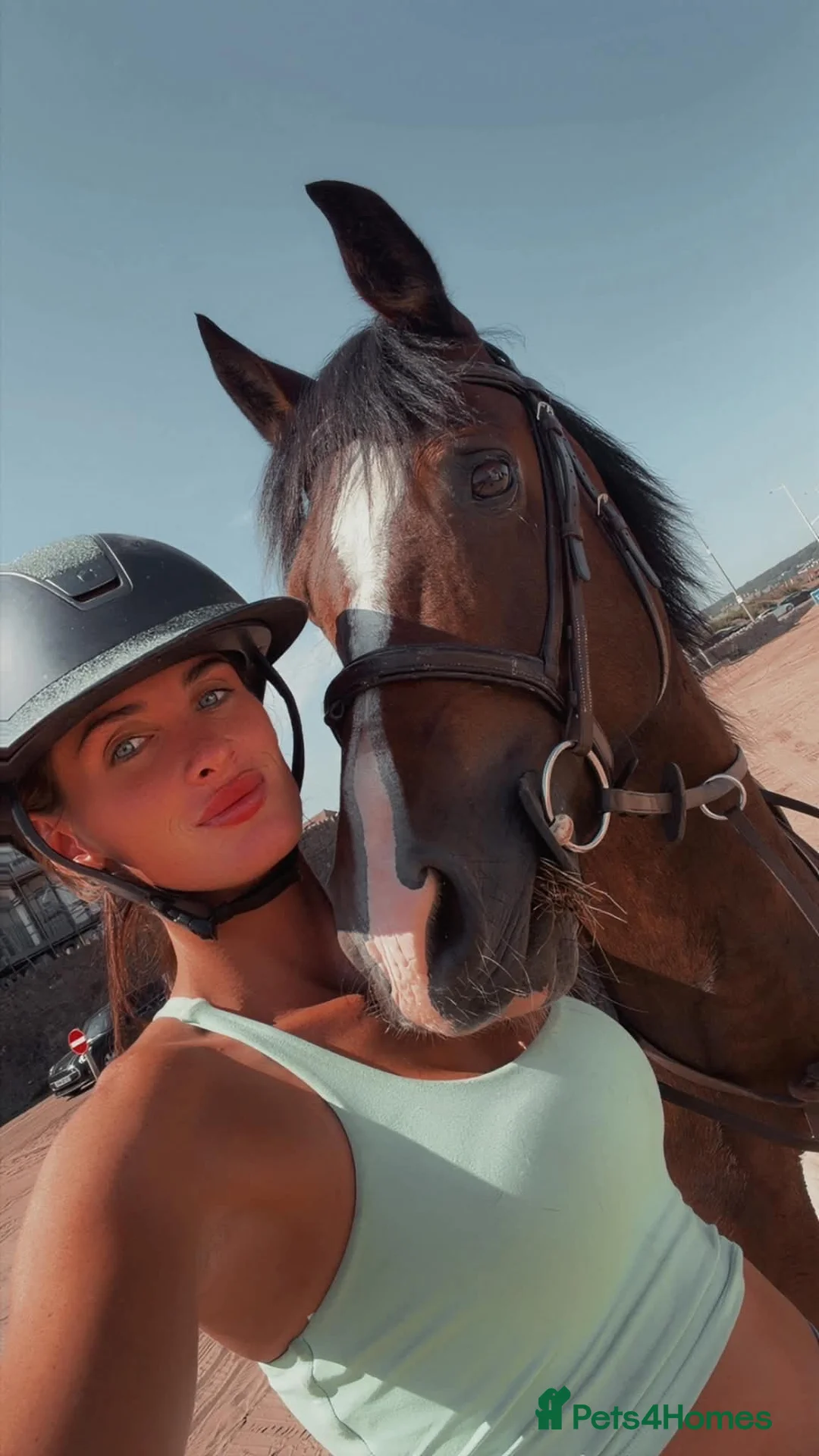 Welsh Section D horses for sale: Whizzy Welsh and a whole lot of fun  - Advert 6