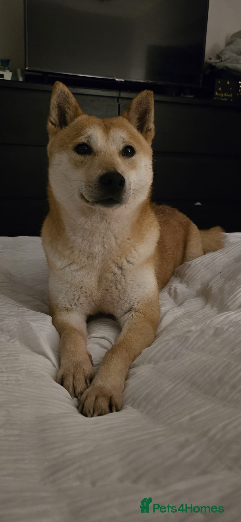 Japanese Shiba Inu dogs Affectionate Shiba Inu Girl Seeking a Forever Home - Advert 14