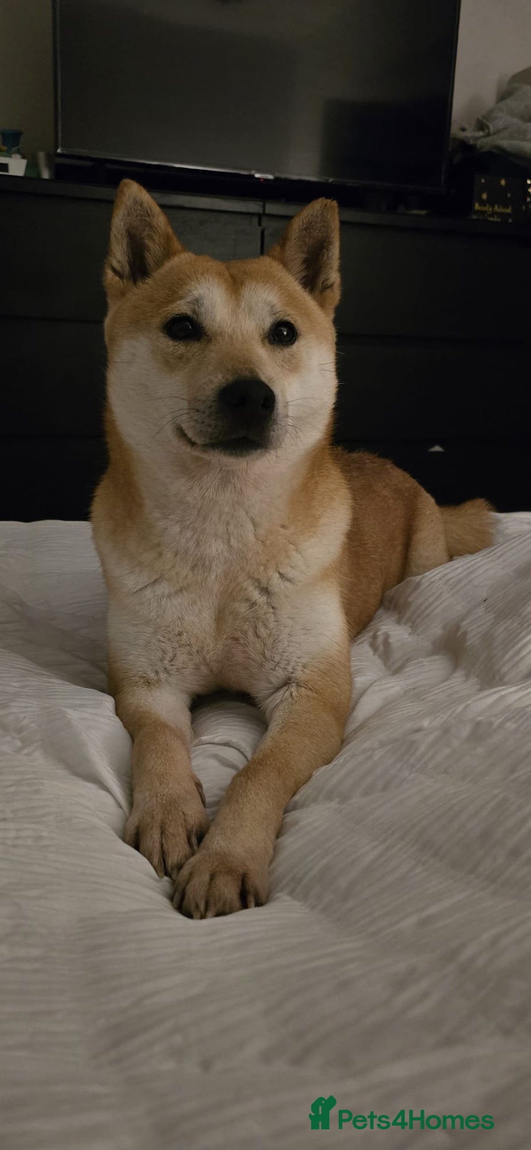 Japanese Shiba Inu dogs for sale: Affectionate Shiba Inu Girl Seeking a Forever Home - Advert 1