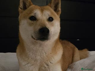 Japanese Shiba Inu dogs Affectionate Shiba Inu Girl Seeking a Forever Home - Advert 5