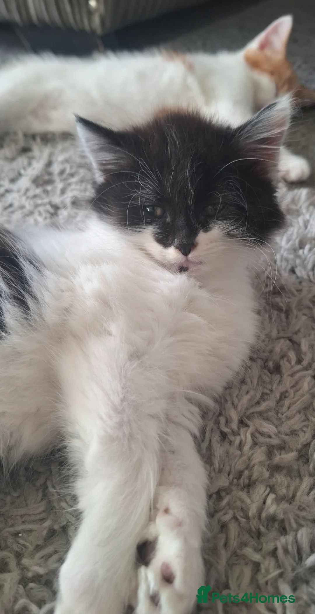 Mixed Breed cats for sale: Beautiful kittens  - Advert 2