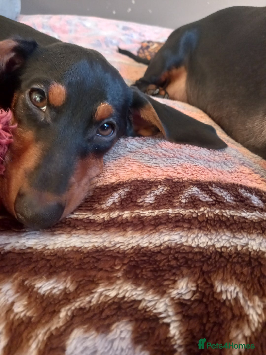 Dachshund dogs for sale: Dachsunds 3/4 breed - Advert 9