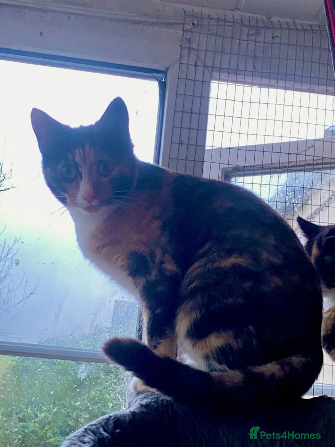 Mixed Breed cats for sale: Calico female 10 month old, semi-feral.  - Advert 3