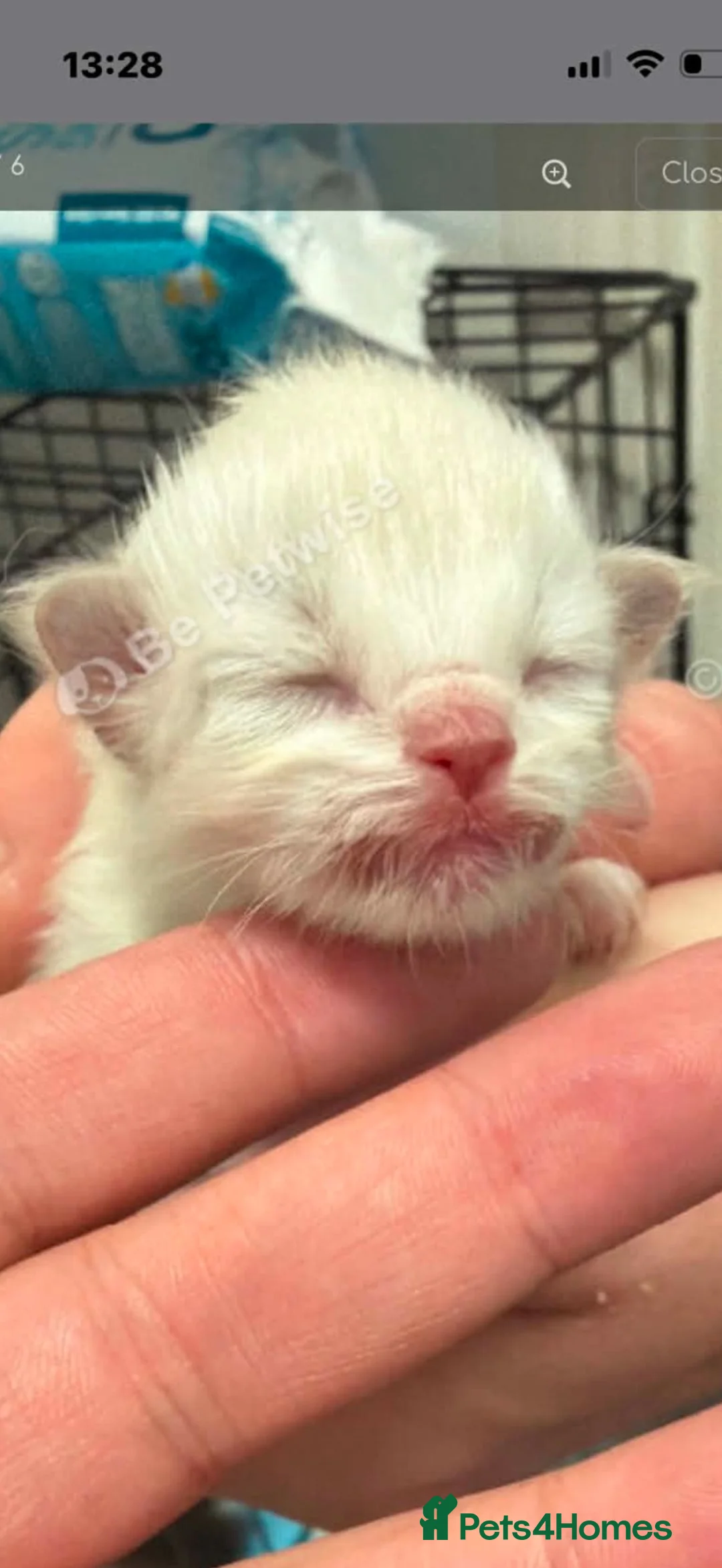 Ragdoll cats for sale: Ragdoll kittens - Advert 5