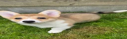Welsh Corgi Pembroke dogs for sale: Pembroke Corgi Puppies - Ready Now - Advert 11