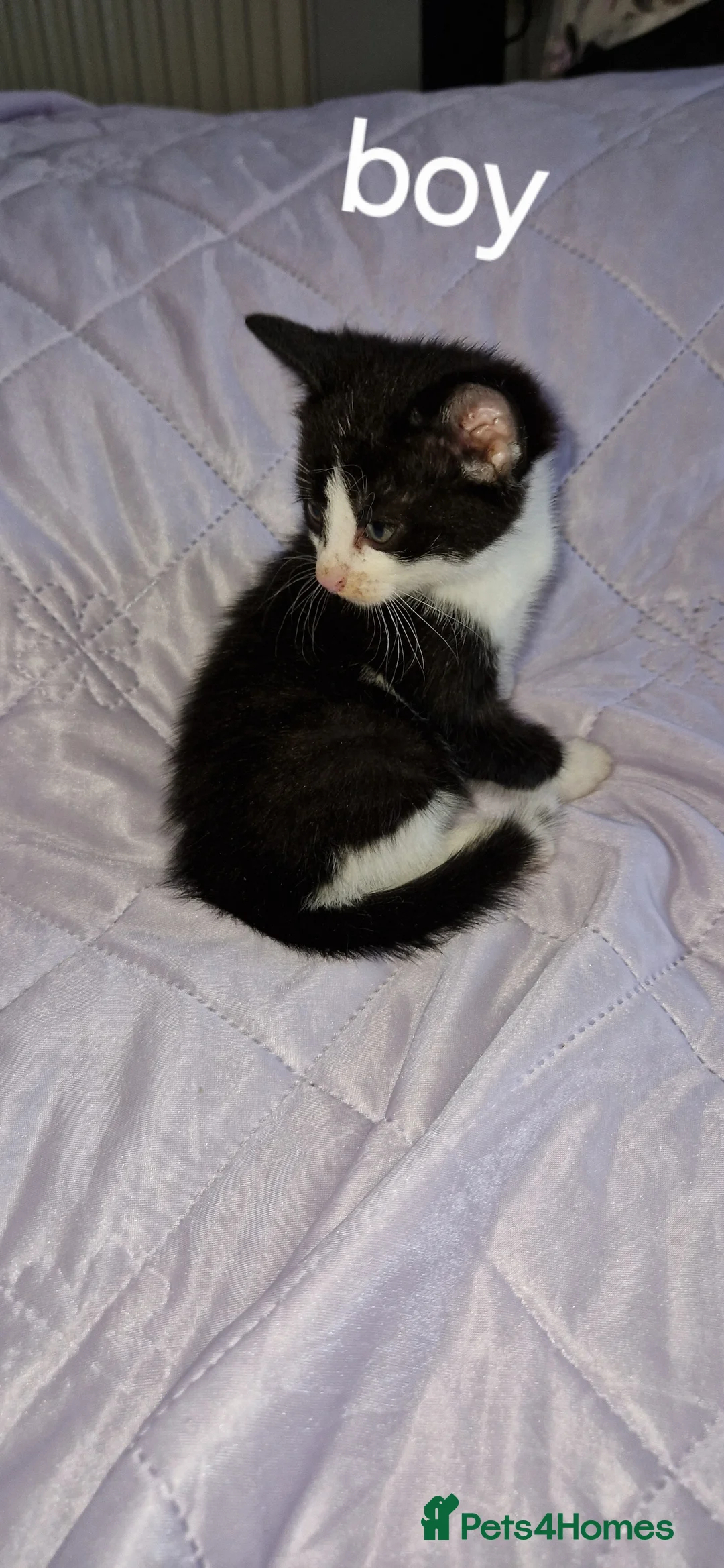 Mixed Breed cats for sale: Lovely kittens looking for new home  - Advert 2