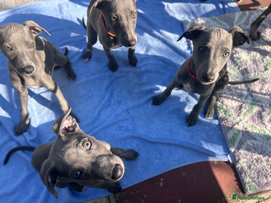 Whippet dogs for sale: Gentle, Loving Whippet Puppies – Ready Now  - Image 5