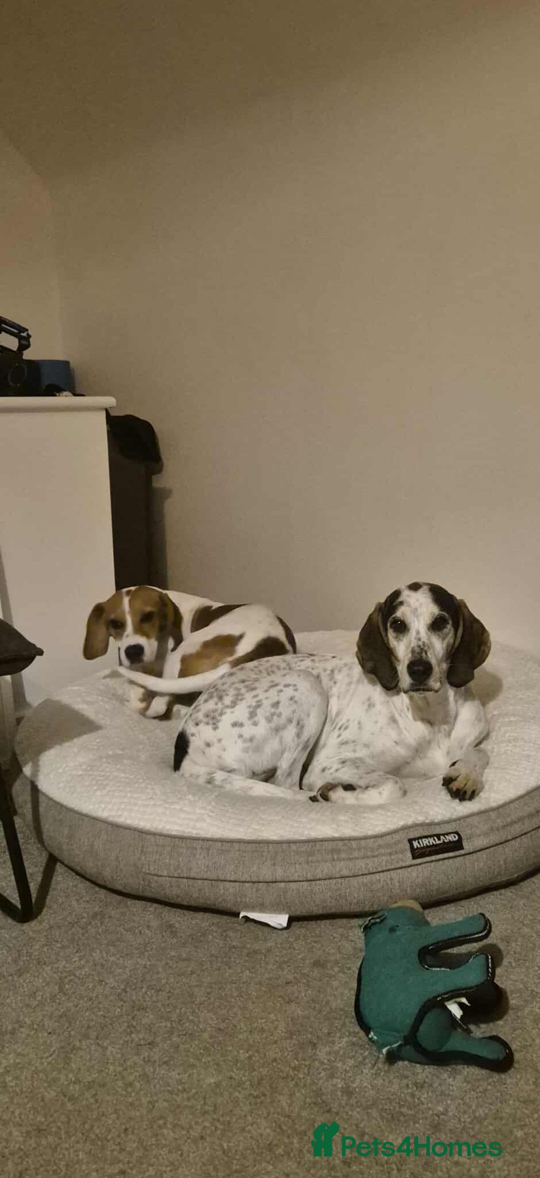 Beagle dogs for adoption: DOUG – 2 years old, Male, Beagle Boy - Advert 9