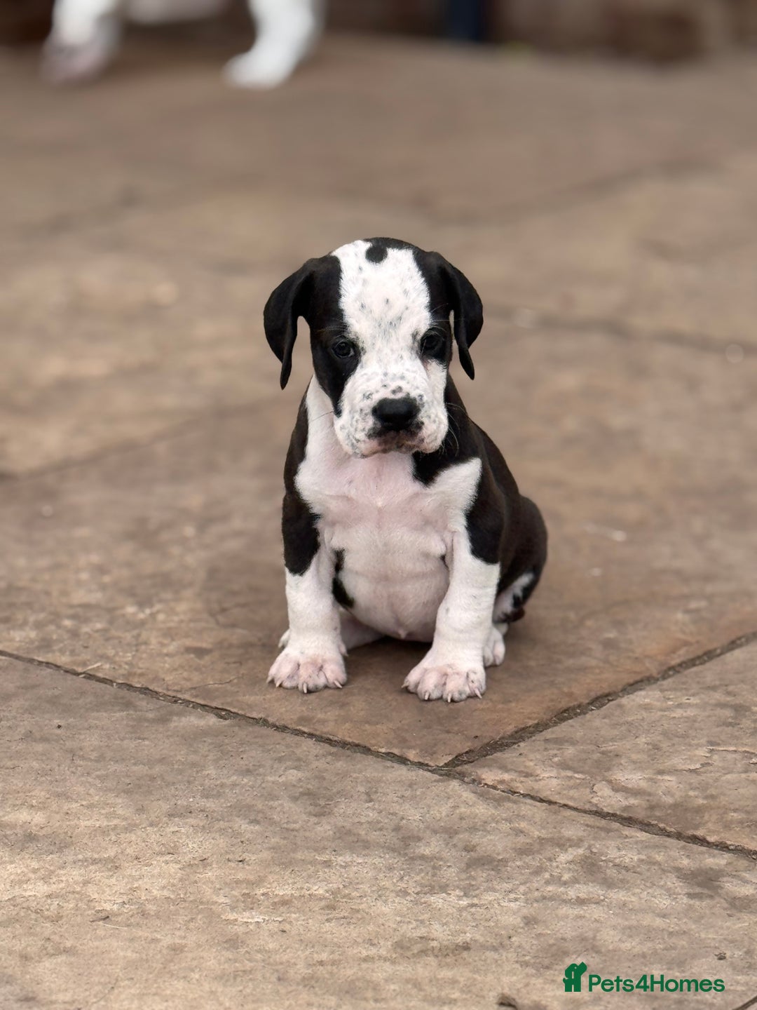 Mixed Breed dogs for sale: Rare English Bulldog x Bracco Italiano Puppies - Image 4