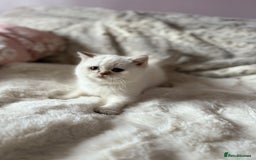 British Shorthair cats for sale: Quality British Shorthair kittens  - Image 1