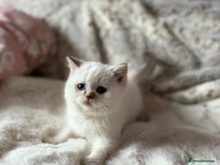 British Shorthair cats - Advert 7