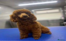 Cavapoo dogs for sale: F1b cavapoo puppies due 10th August  - Image 3