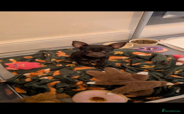 Chihuahua dogs - Advert 5