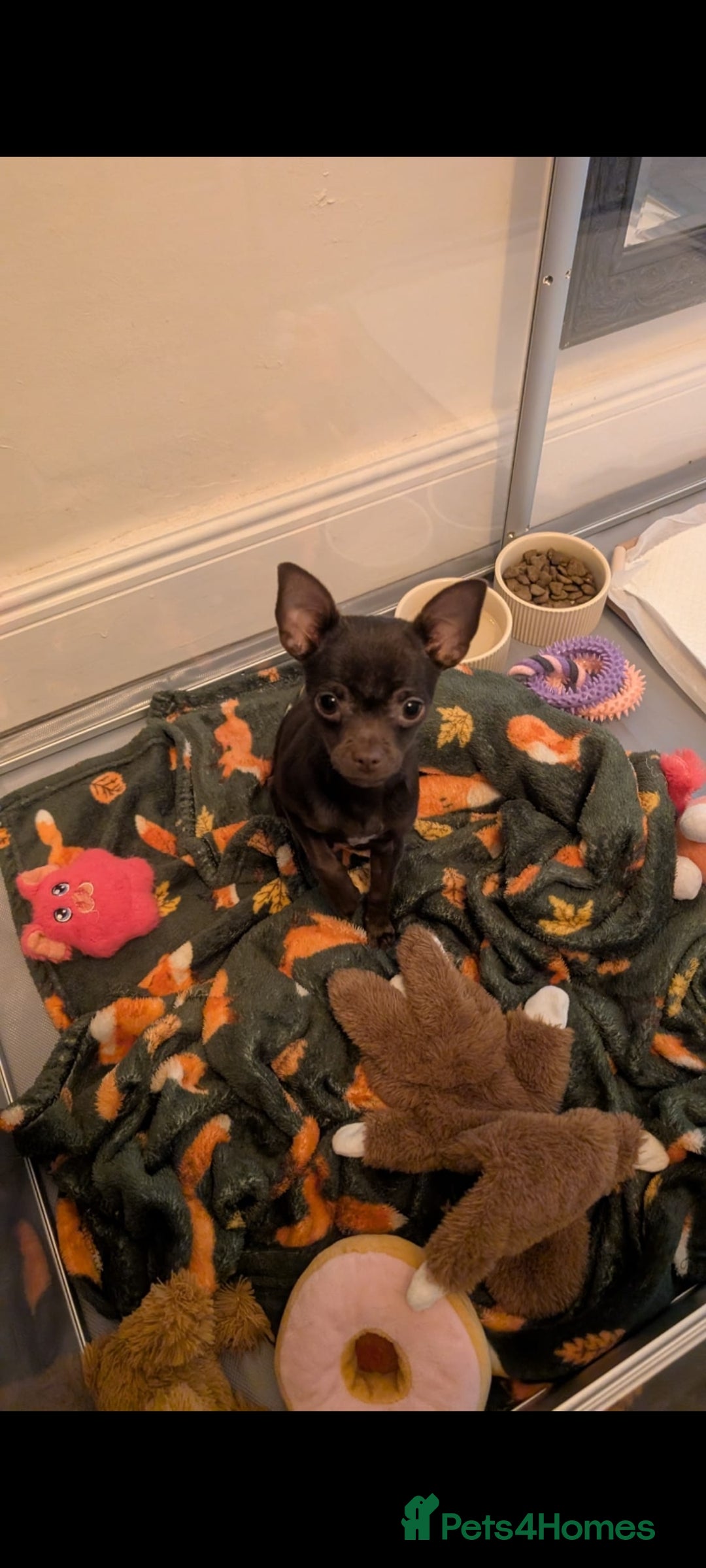 Chihuahua dogs for sale: Kiki  - Image 1