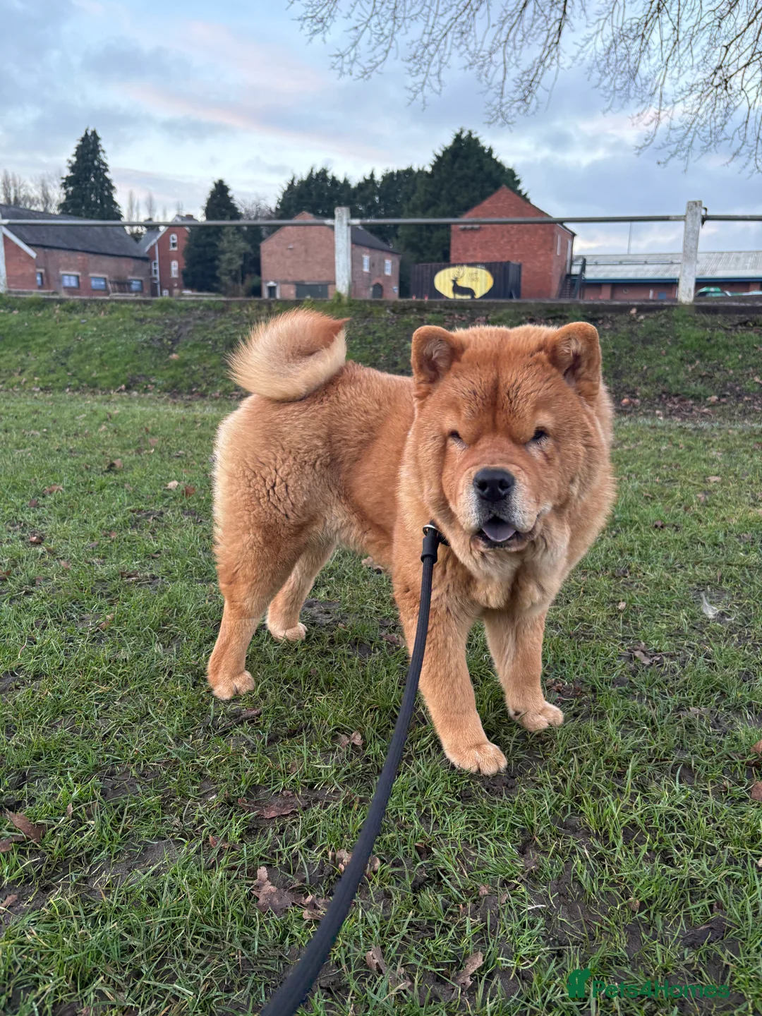 Chow Chow dogs for sale: 9 month old female smooth chow in Northwich - Advert 4