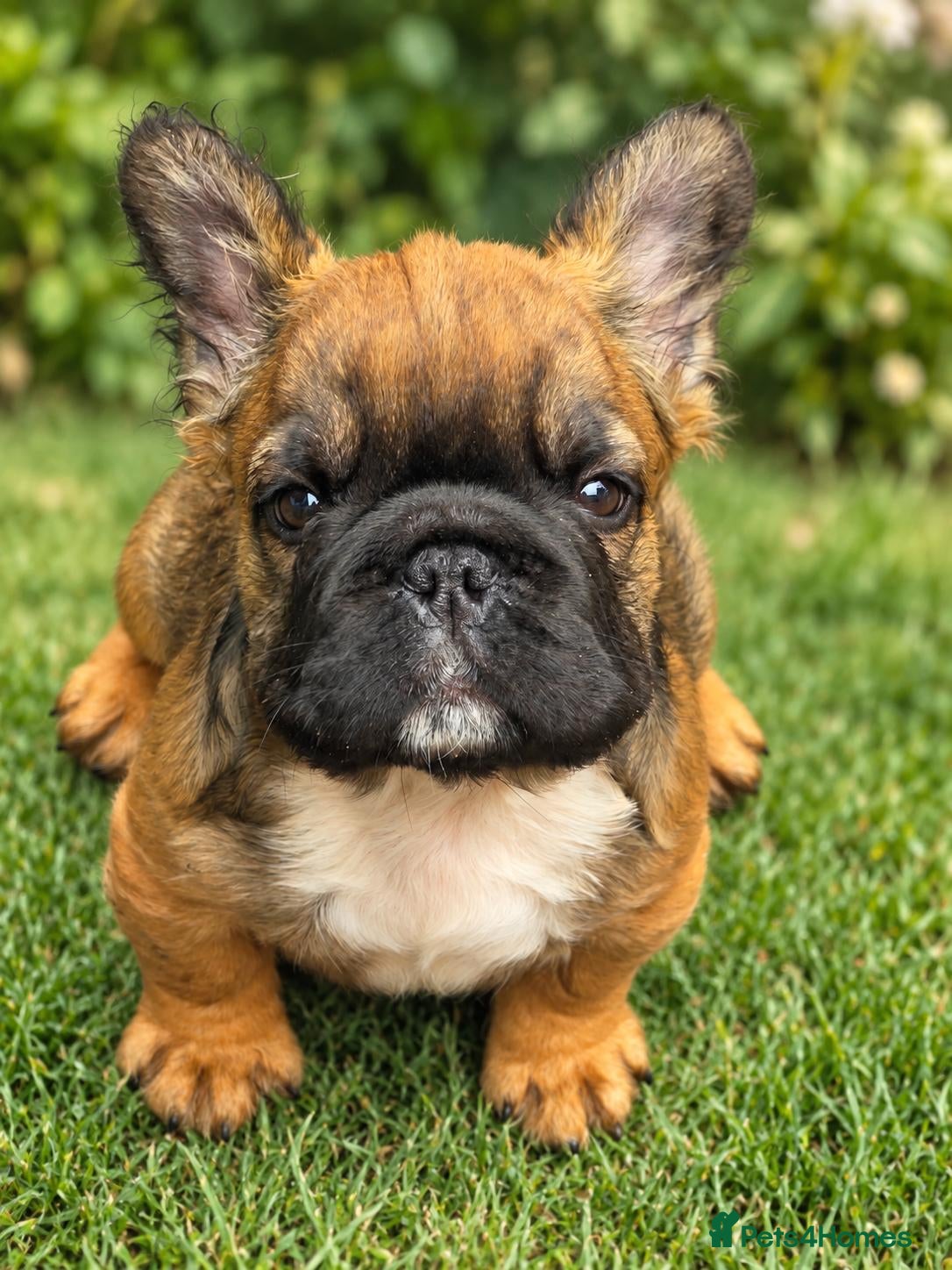 French Bulldog dogs Kc reg Fluffy french bulldog puppies visual - Advert 17