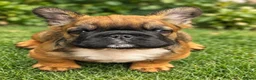 French Bulldog dogs for sale: Kc reg Fluffy french bulldog puppies visual - Advert 1
