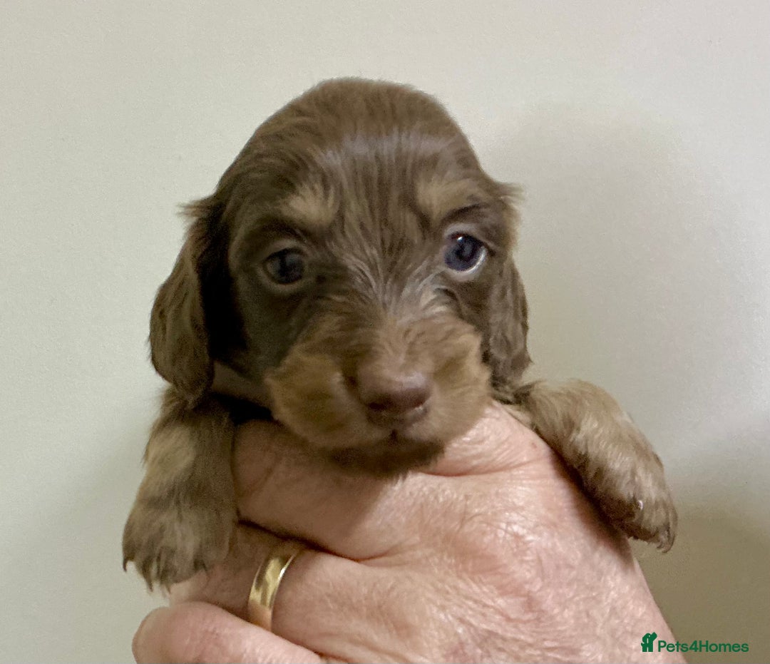 Miniature Dachshund dogs for sale: KC reg mini longhaired dachshund pups - Advert 23