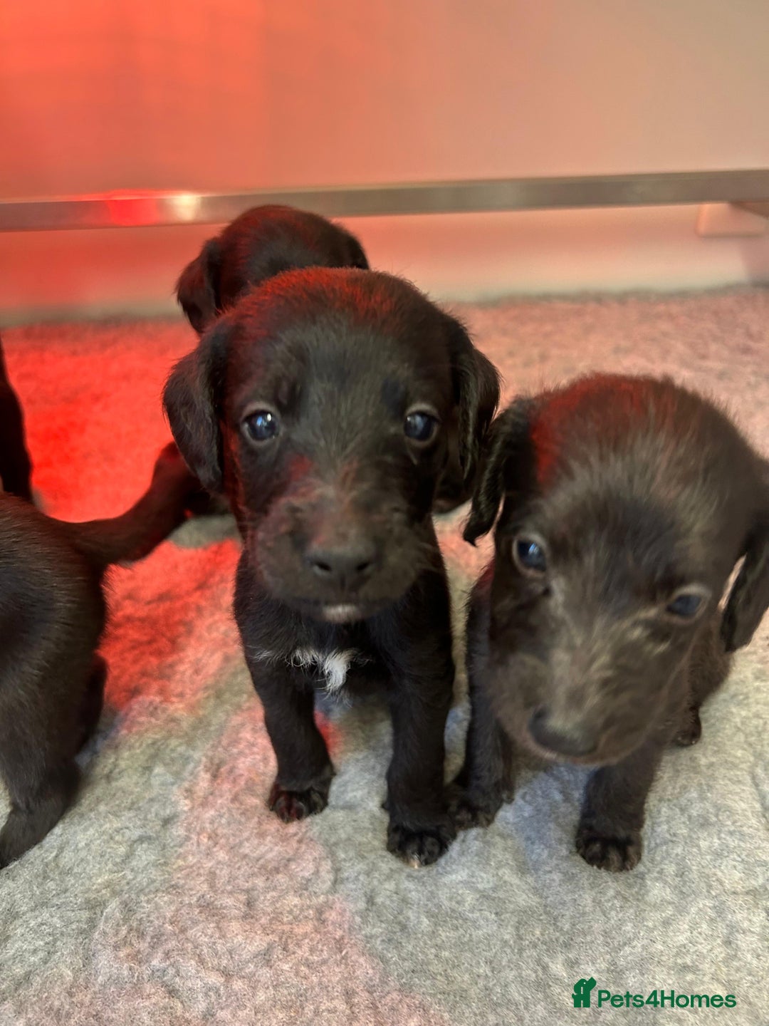 Mixed Breed dogs for sale: GENUINE BEDDY WHIPPETS 2 BOYS LEFT - Advert 2