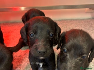 Mixed Breed dogs GENUINE BEDDY WHIPPETS - Advert 4