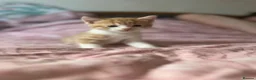 Ragdoll cats for sale: Six ragdoll cross kittens  in Rotherham - Advert 3