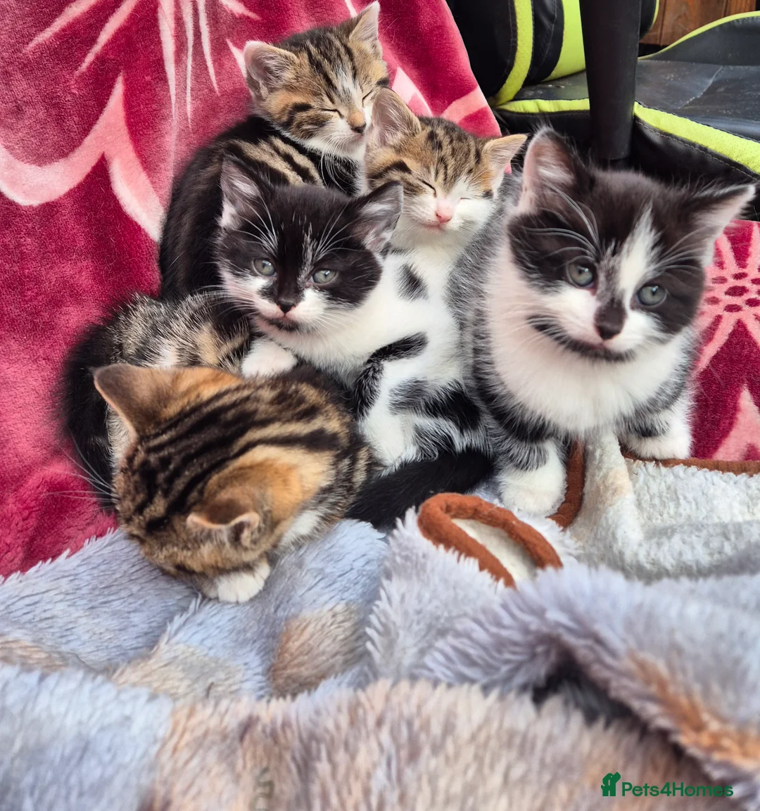 Mixed Breed cats for sale: 5 little kitten  - Advert 8