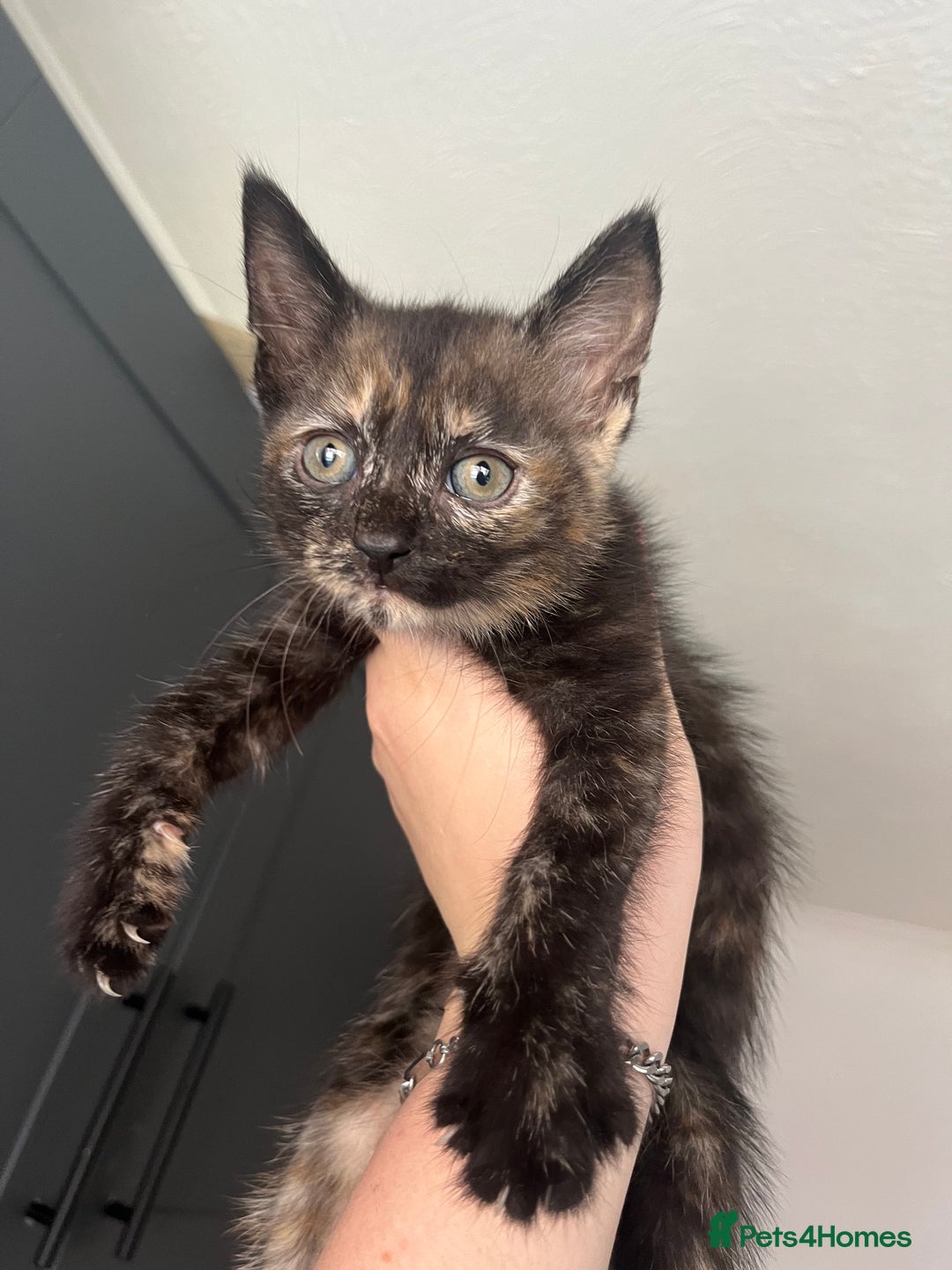 Mixed Breed cats for sale: Beautiful kittens for sale - Image 9