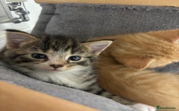 Domestic Shorthair cats for sale: Tabby kitten male - Image 2