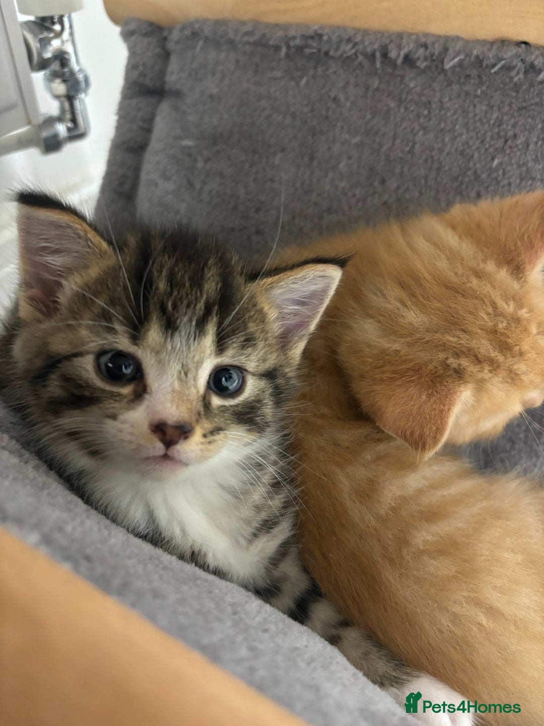 Domestic Shorthair cats for sale: Tabby kitten male - Image 2