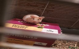 Hamster rodents for sale: Baby syrian hamsters long and short hair £12 each in Manchester - Image 7