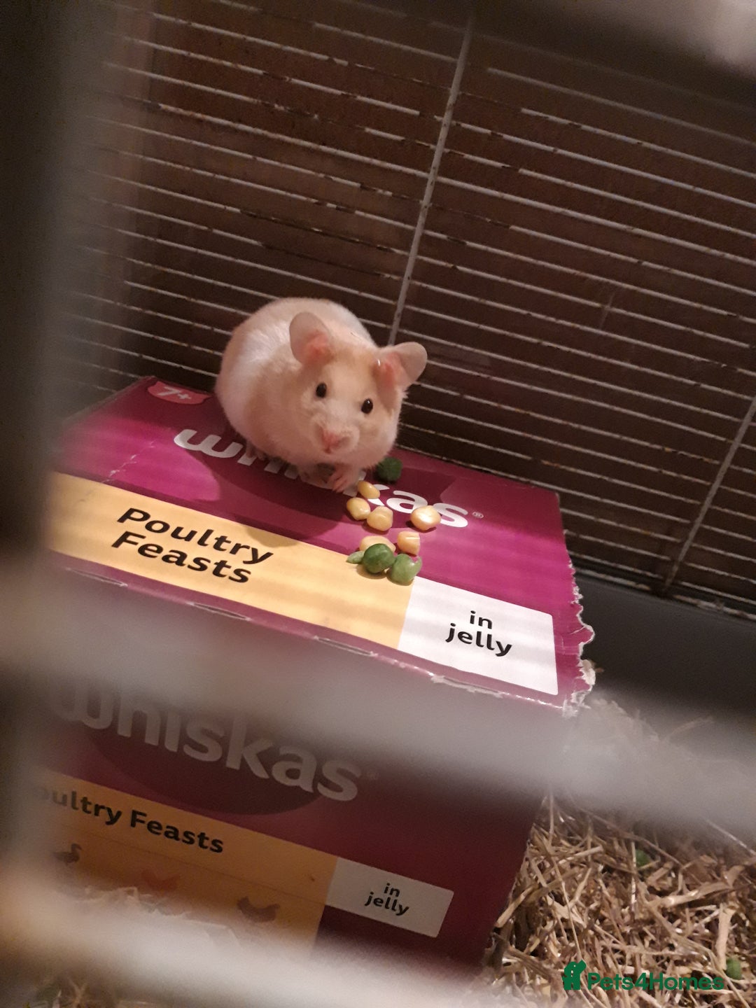 Hamster rodents for sale: Baby syrian hamsters long and short hair £12 each in Manchester - Image 7