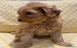 Maltipoo dogs for sale: 💖BEAUTIFUL LICENSED-BRED MALTIPOOS 💖 - Image 22