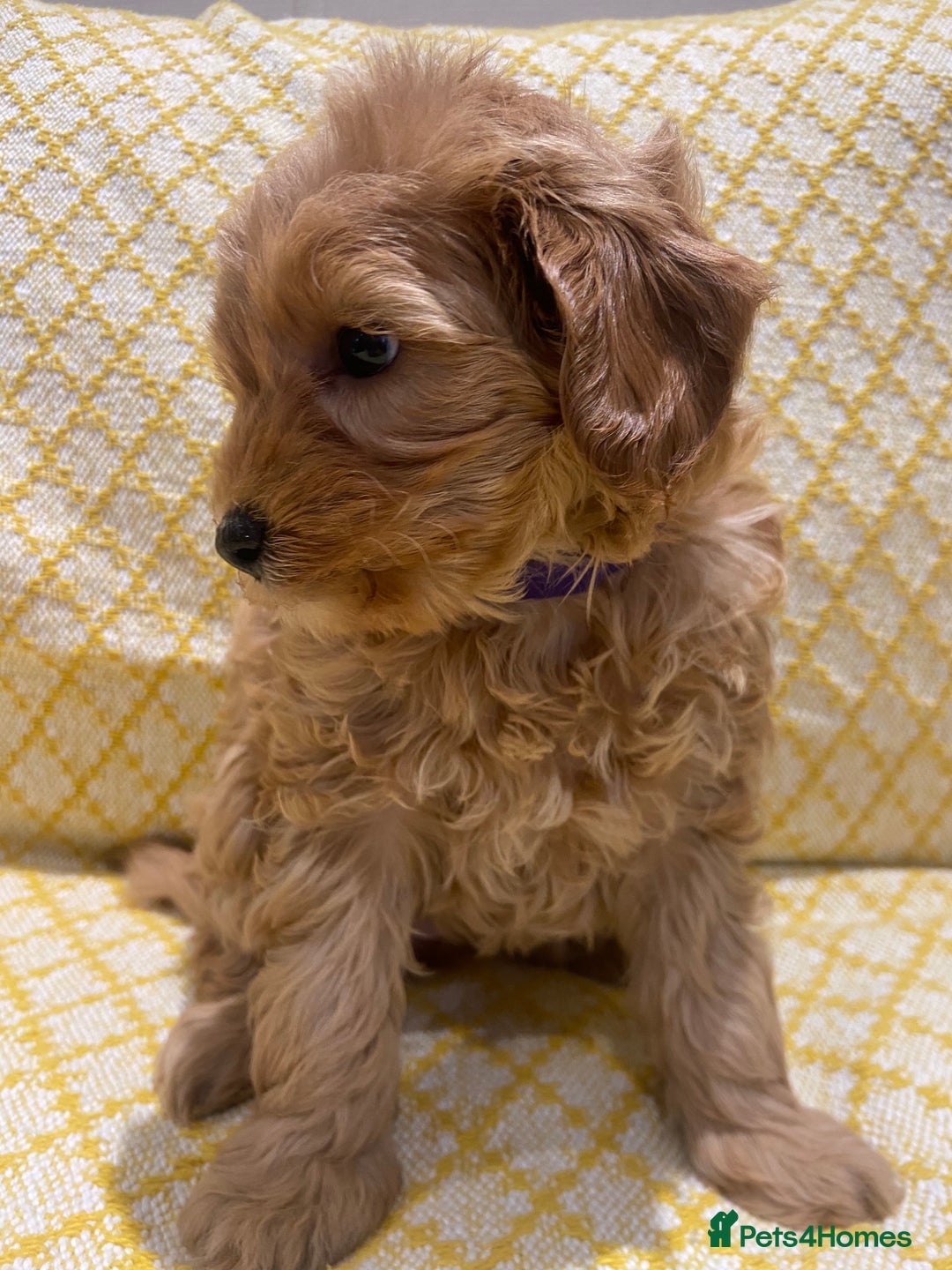 Maltipoo dogs for sale: 💖BEAUTIFUL LICENSED-BRED MALTIPOOS 💖 - Image 22