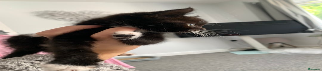 Female Tuxedo Kitten