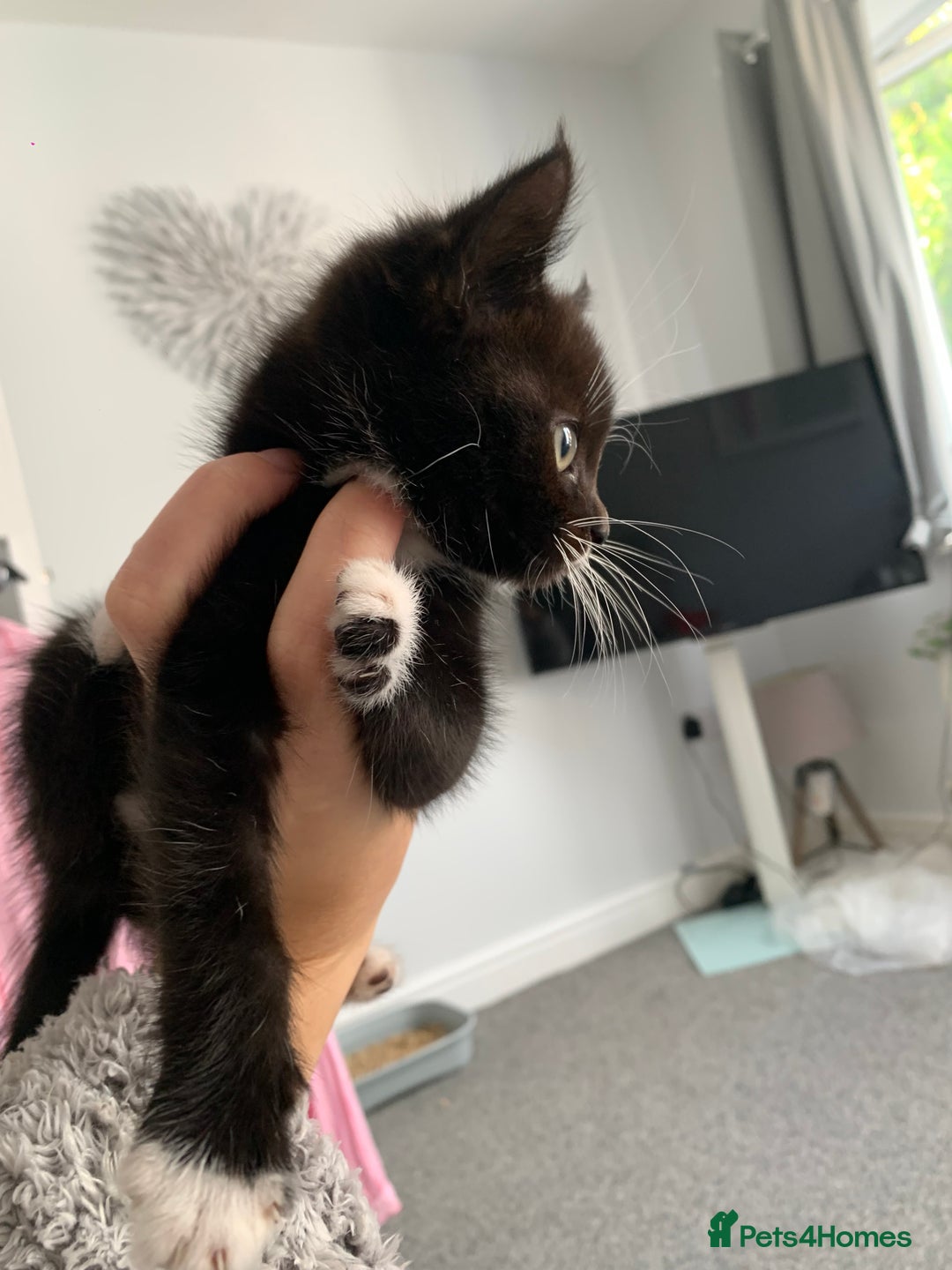 Mixed Breed cats for sale: Beautiful Female Kitten Looking for Forever Home - Image 1
