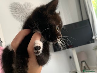 Mixed Breed cats - Advert 28