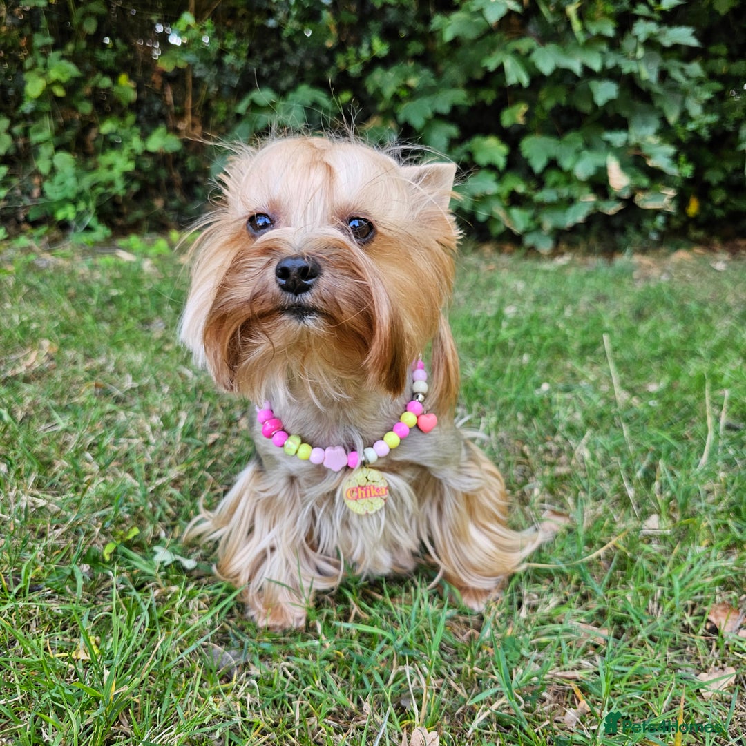 Yorkshire Terrier dogs for sale: Yorkie for rehome🩷 - Advert 3