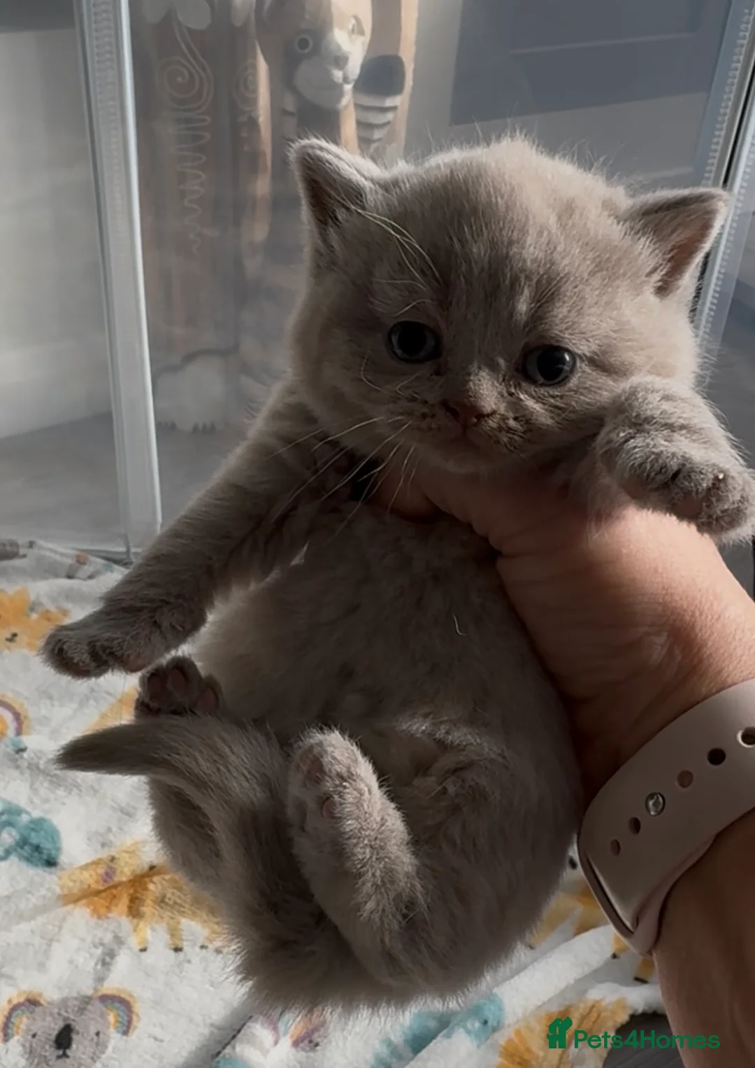 British Shorthair cats for sale: Beautiful British Shorthair Kittens - Advert 1
