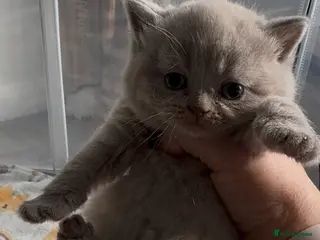 British Shorthair cats Beautiful British Shorthair Kittens - Advert 15