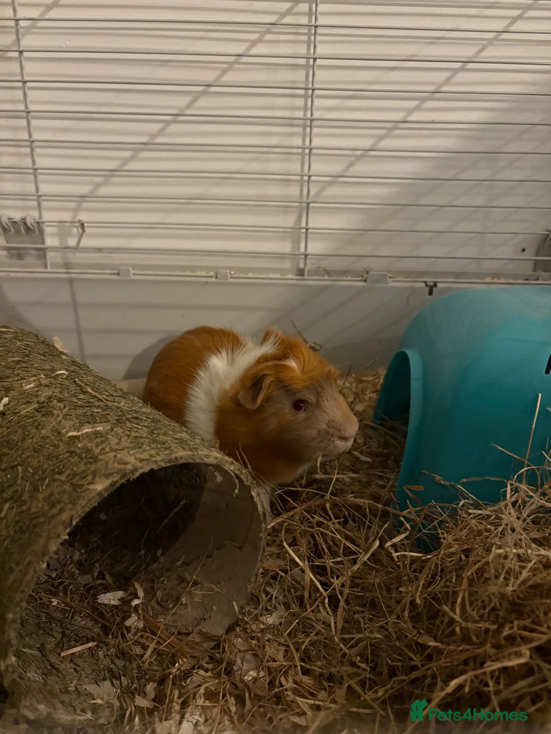 Guinea Pig rodents for sale: 2 male guinea pigs  in Dartford - Advert 2