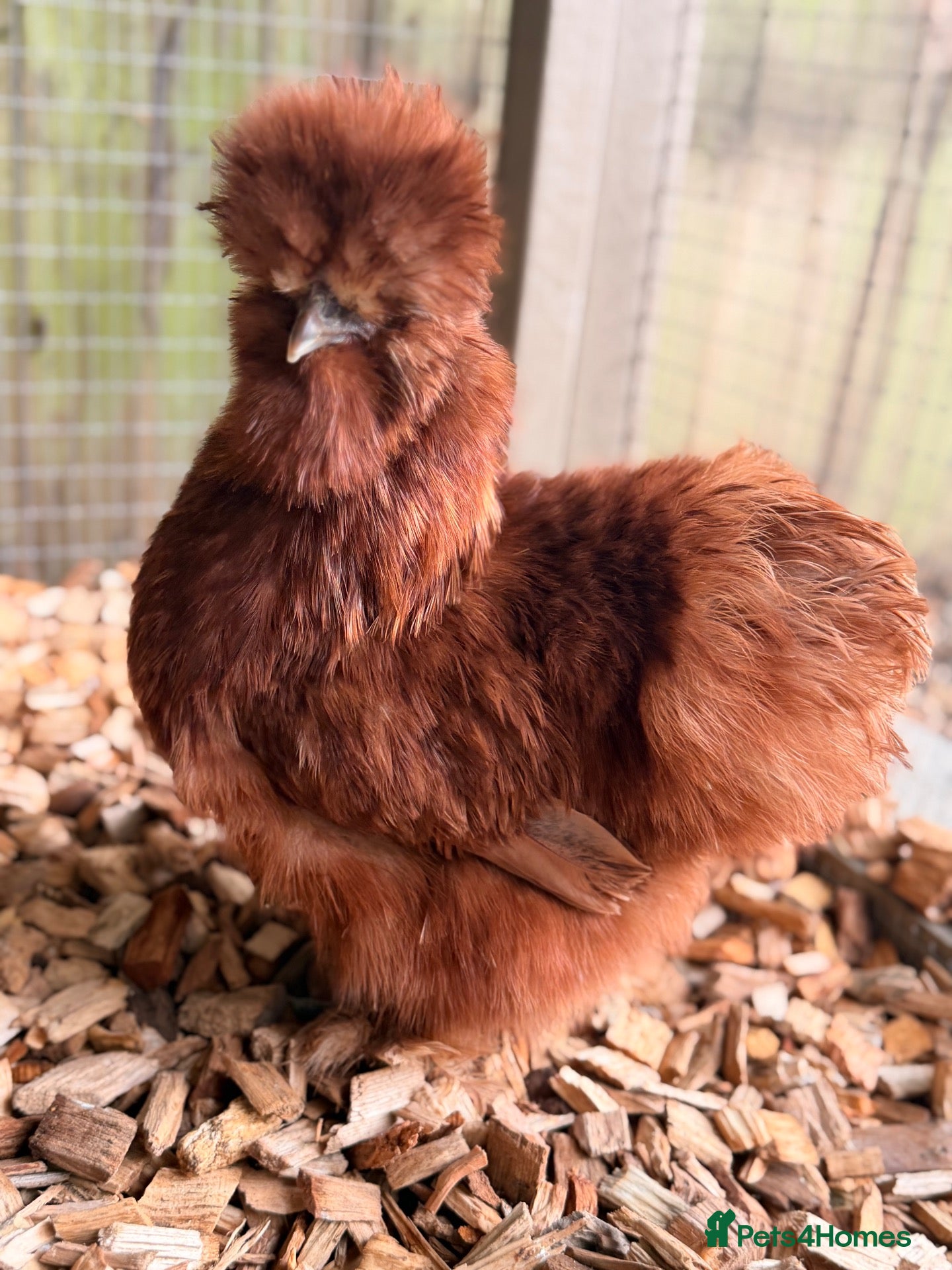 Chickens poultry Pilkies - Pekin x Silkies 🐥  - Advert 6