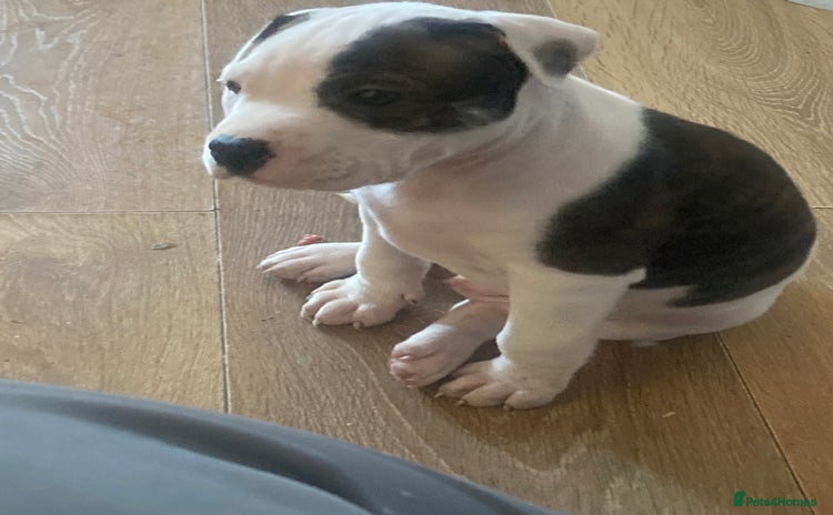 American Bulldog dogs - Advert 3