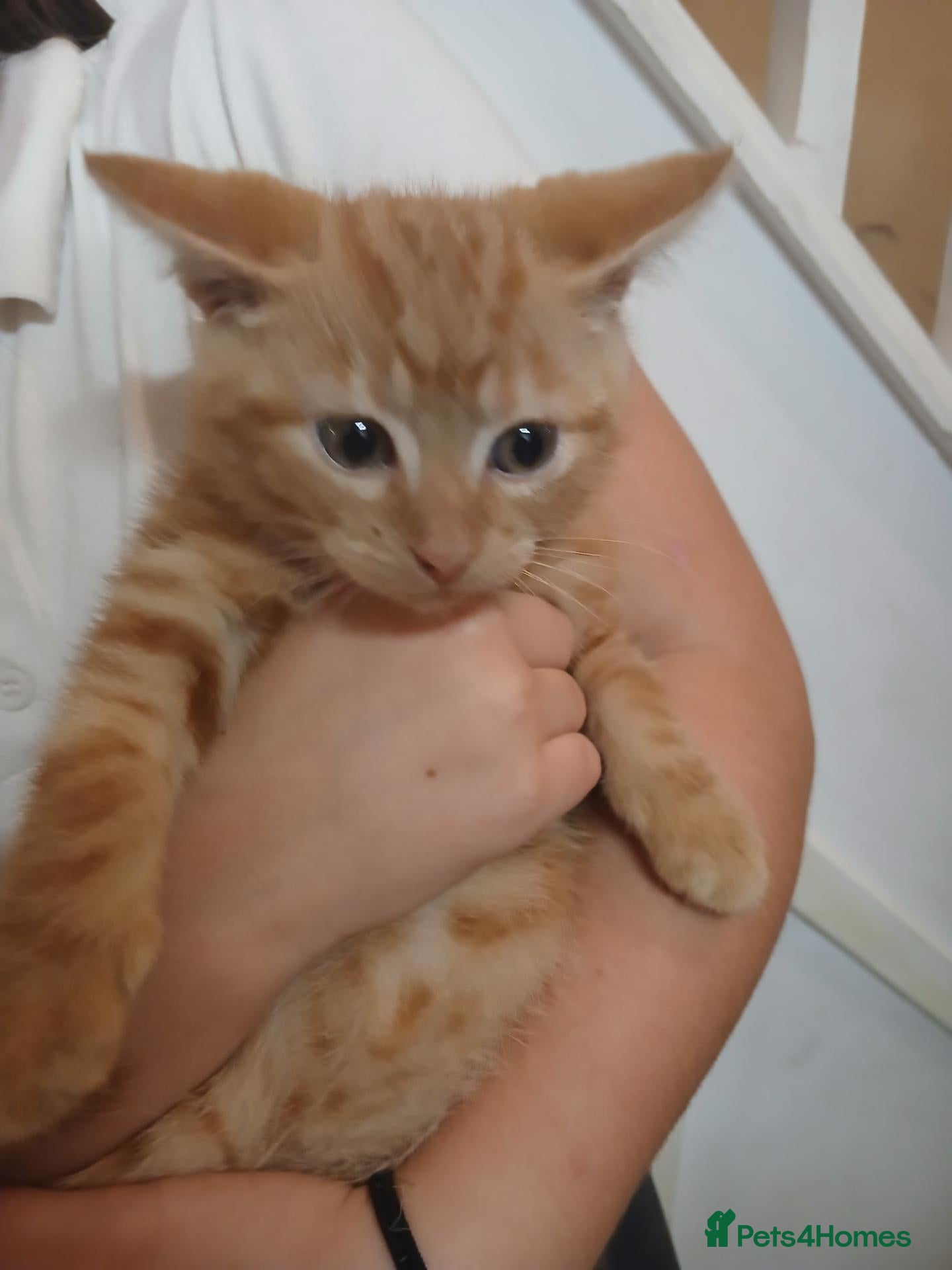 Domestic Shorthair cats 2 kittens - Advert 3