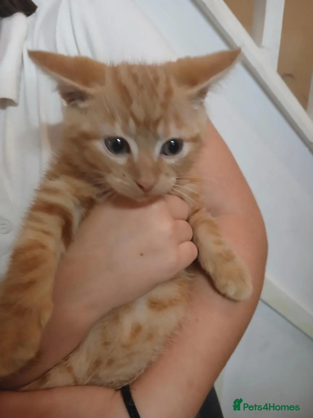 Domestic Shorthair cats for sale: 2 kittens in Hailsham - Advert 1