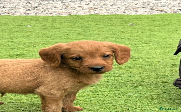 Labradoodle dogs - Advert 2