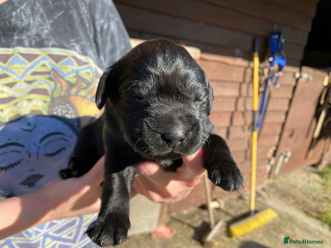 Labrador Retriever dogs for sale: Pedigree Labrador Puppies For Sale - Image 3