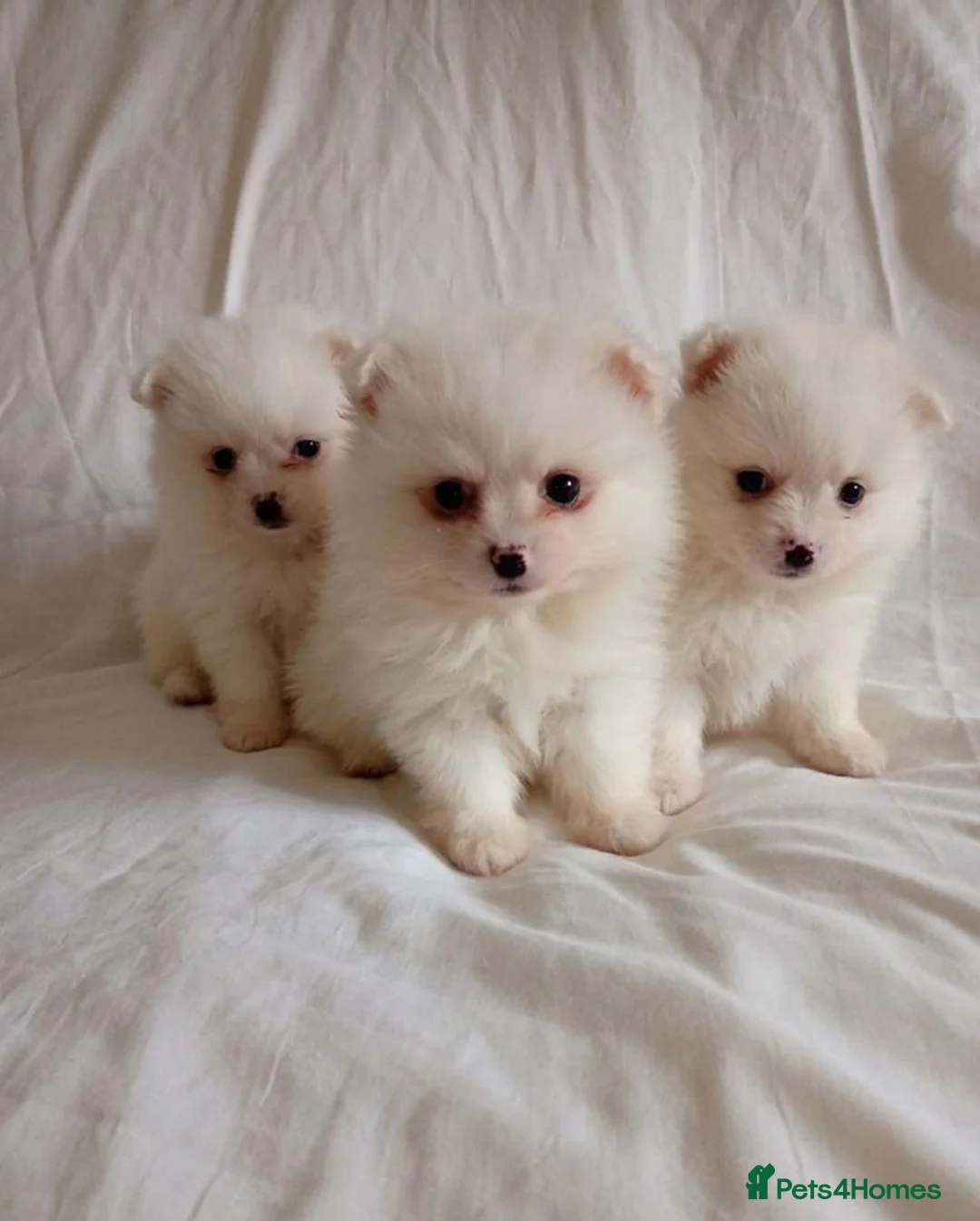 Pomeranian dogs for sale: Miniature Pomeranians - Advert 2