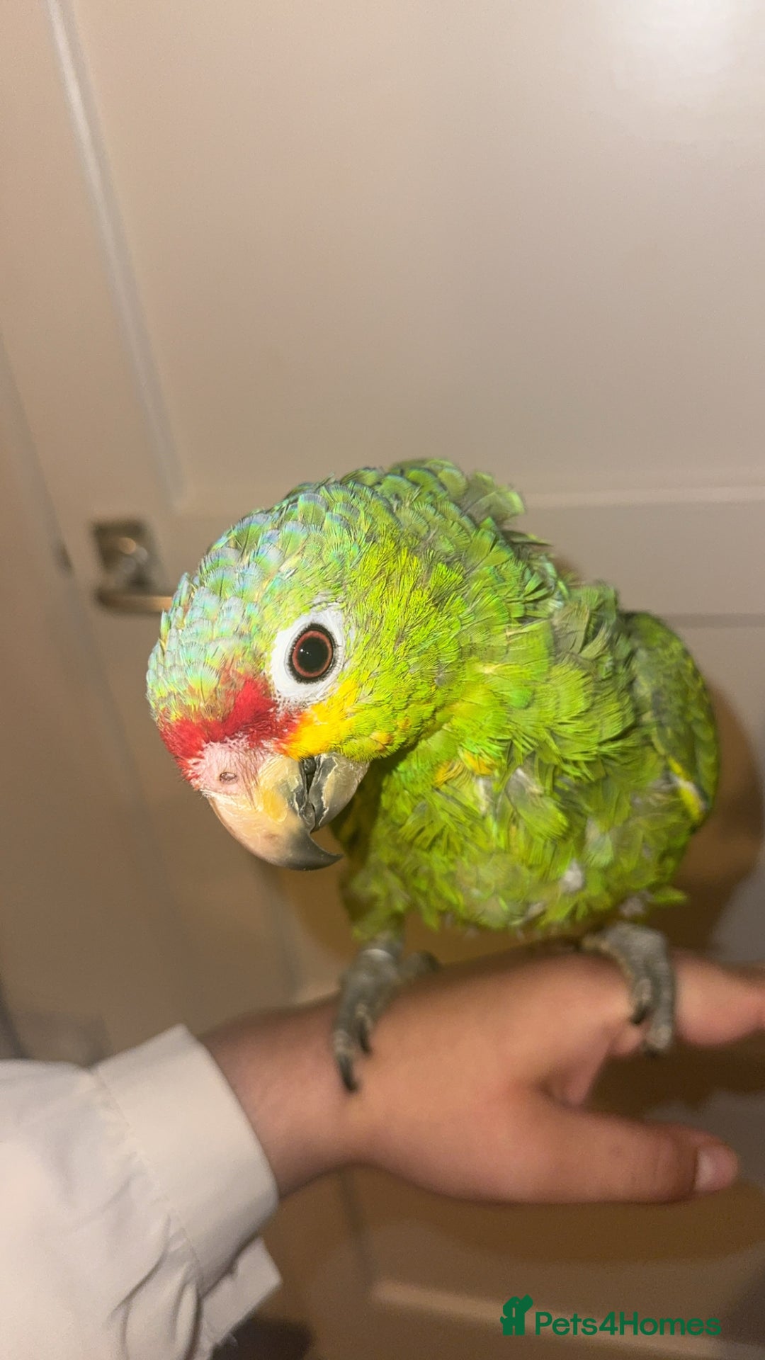 Parrots birds for sale: Beautiful red lored Amazon - Image 1